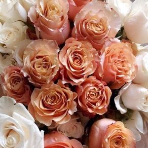 Meet your Posher, Pricilla